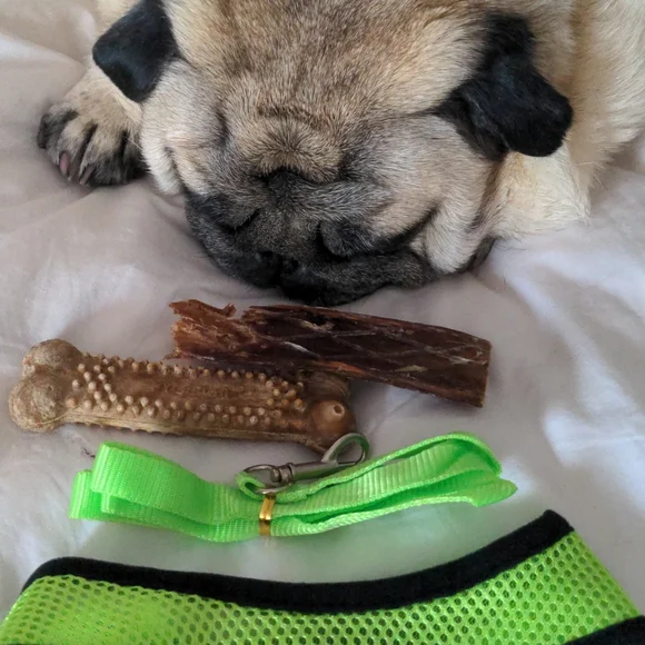 NWOT Neon green harness and leash - Picture 8 of 8